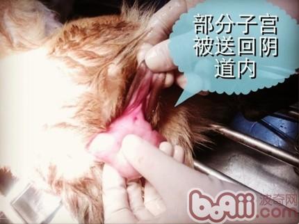 一例典型犬子宫脱出病例的解析|狗狗疾病-波奇网百科大全