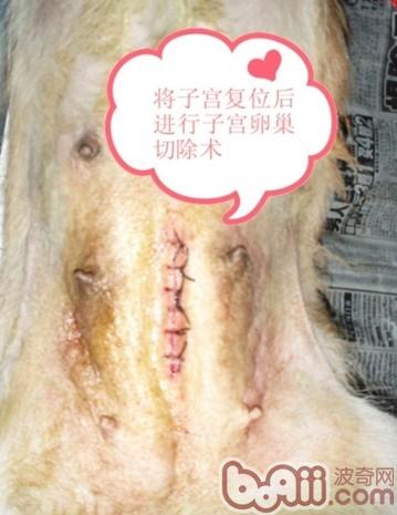 一例典型性犬子宫脱出病案的分析