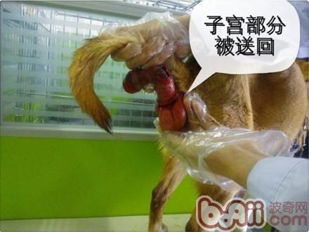 可是毛细血管冲子宫部分被送回; 一例典型犬子宫脱出病例的解析|狗狗