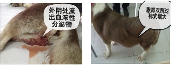 犬比较严重子宫蓄脓造成全身上下衰退并身亡的病案