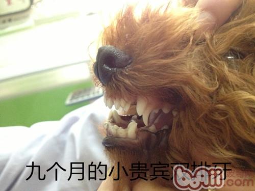 又被称为乳齿未掉下来,在幼时小动物三个半个月左右龄时刚开始换牙齿