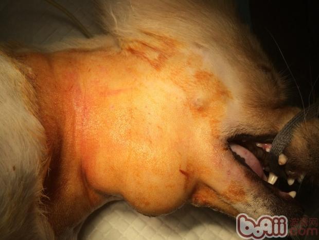 犬舌下囊肿的医治