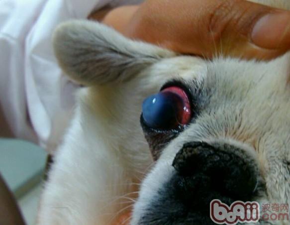 京巴犬角膜炎的病例分析