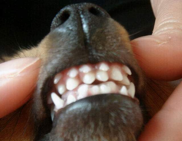 事实上双排牙就是小狗狗在小孩换牙的状况下,因为各种原因导致 原先的