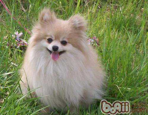 博美犬(详细介绍)我们知道,博美犬是规范的小型狗,可是由于她们圆鼓鼓