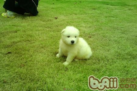 萨摩耶犬的保养专业知识