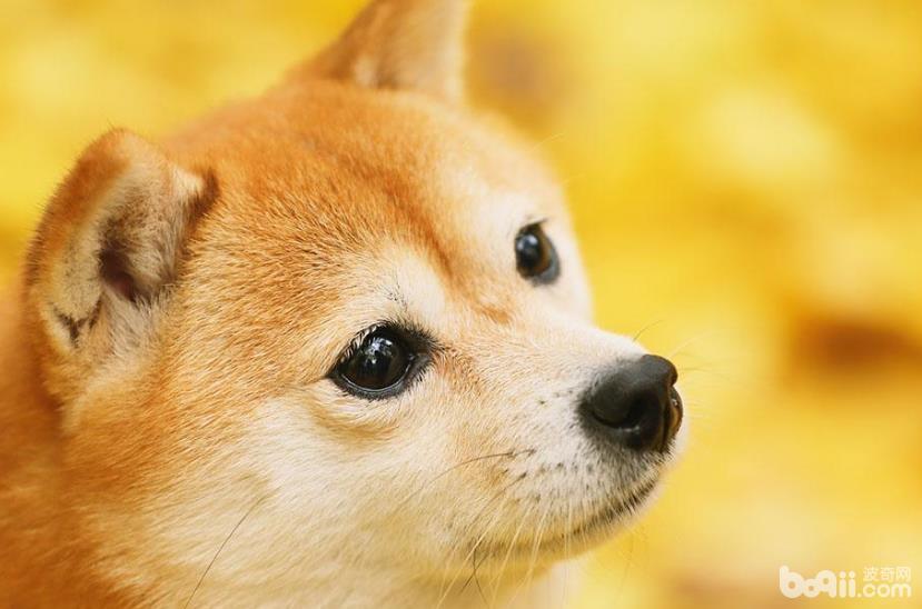 危害柴犬价格的缘故有什么喂养柴犬要注意什么