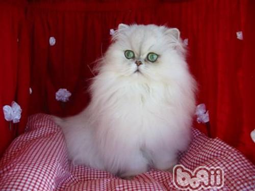 怎样协助波斯猫洗脸