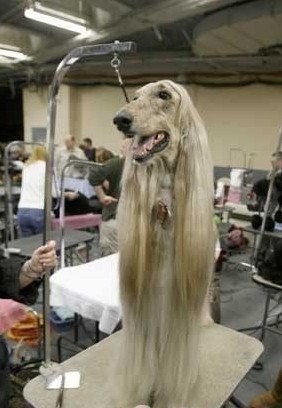 赛级犬的判定标准