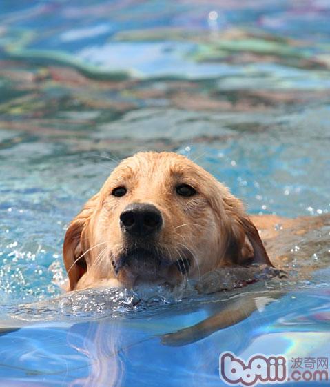 狗狗游泳健将养成要素
