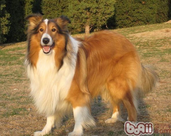 苏格兰牧羊犬跟随主人行走怎么训练