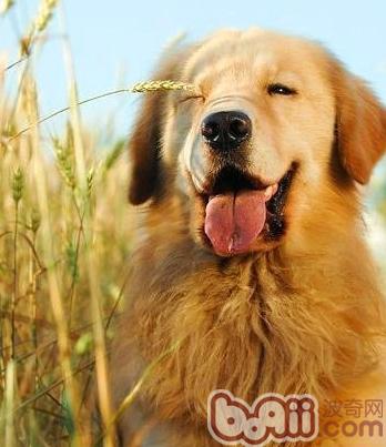 训练金毛犬学习站立的方法