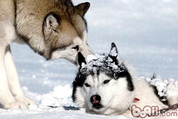 西伯利亚雪橇犬的训练方法