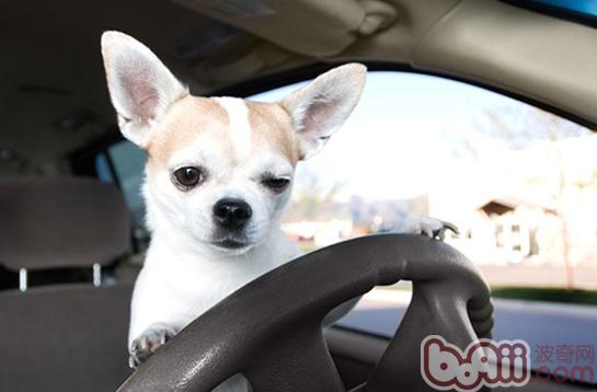5种减少狗狗乘车焦虑的办法