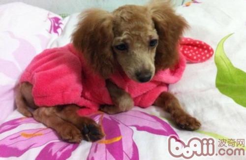 狗狗和孩子怎么友好相处