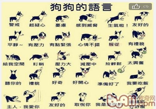 狗狗的语言
