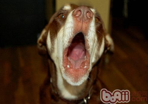 纠正幼犬乱叫的行为