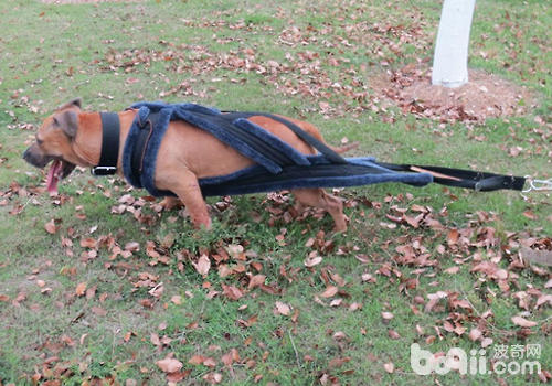 如何训练比特犬的力量
