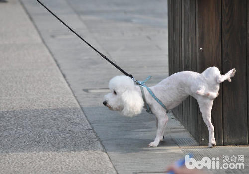 怎样训练狗狗定点排尿