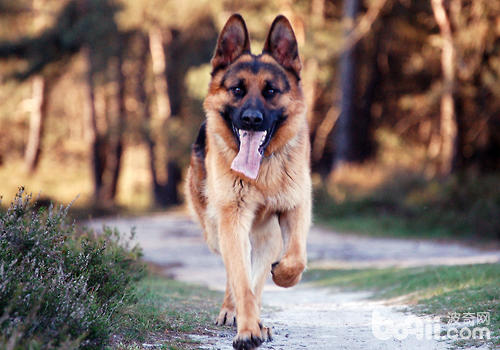 应激对警犬训练的影响