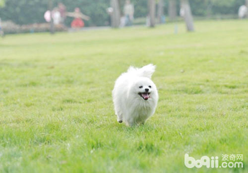 博美犬的基本训练