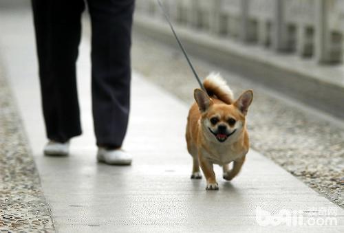 狗狗减肥 主人的参与至关重要