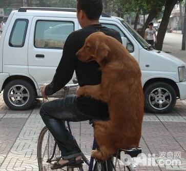 怎么训练狗狗坐自行车 狗狗坐自行车的技巧有哪些