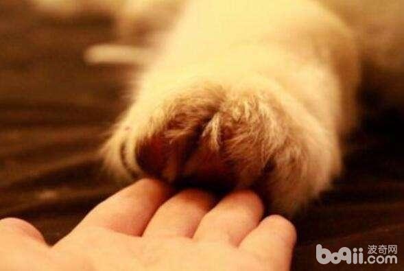怎么教狗狗握手 狗狗握手训练