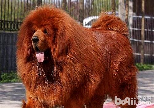 藏獒粘人如何训练 藏獒训练心得