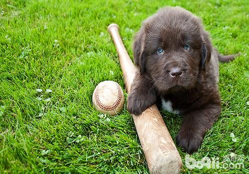 纽芬兰犬训练技巧，训练纽芬兰犬定点大小便的方法