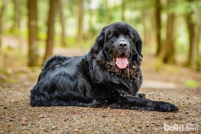 纽芬兰犬训练技巧，训练纽芬兰犬定点大小便的方法