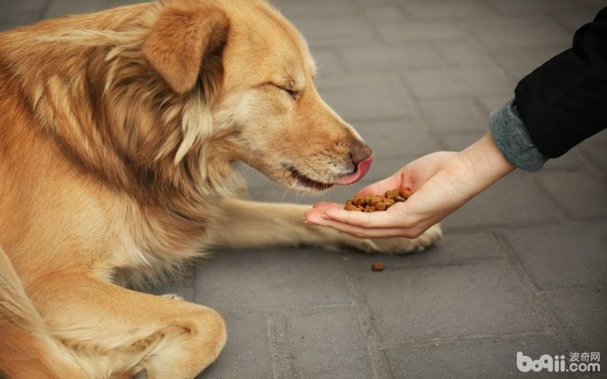 狗狗拒食训练的方法都有哪些？