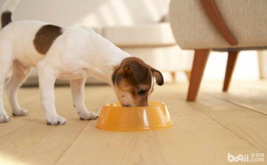狗狗拒食训练的方法都有哪些？