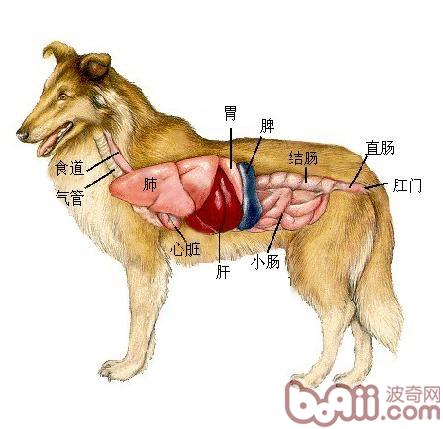 护养狗狗肾脏的重要性