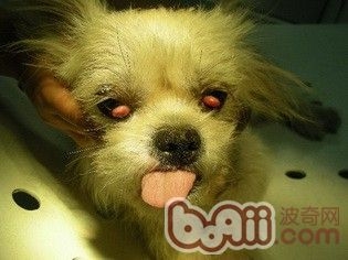 狗狗得了犬第三眼睑增生的症状及诊治 