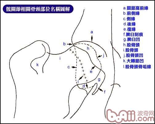 犬只CHD髋关节发育不全症知识的整理