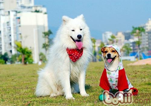 秋季带狗狗出行警惕发情事故