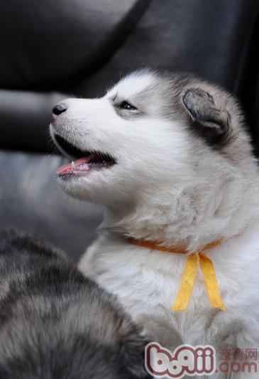 阿拉斯加犬几个月可以断奶