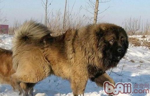 高加索犬绝育后会出现的问题