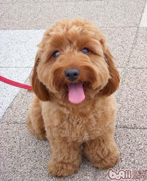 贵宾犬多大时候可以配种