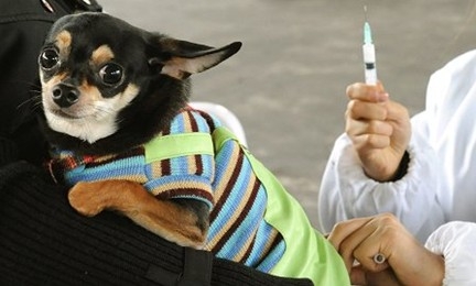 有关犬的疫苗接种注意事项