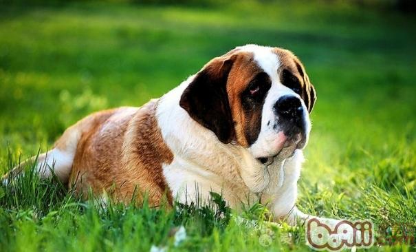 绝育对圣伯纳犬的影响