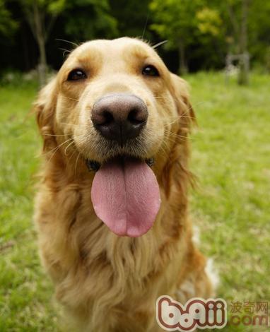 犬的乳头瘤病毒介绍和治疗