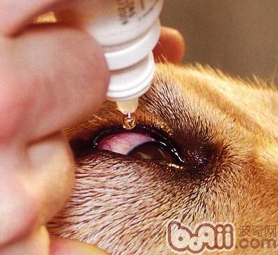 狗或猫眼疾时如何给眼部上药