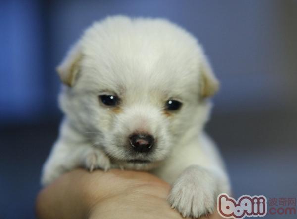 如何为幼犬打疫苗