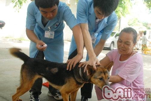 准妈妈也能接种狂犬疫苗了