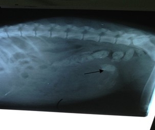 一例犬肠道异物导致死亡的病例分析