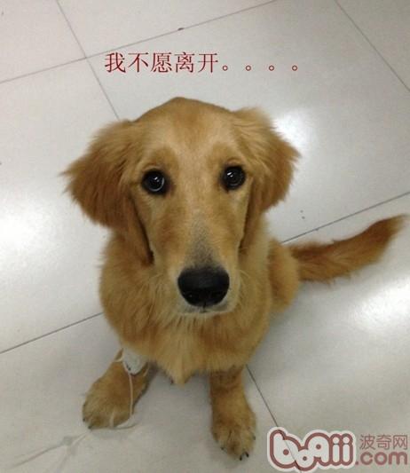 一例犬肠道异物导致死亡的病例分析