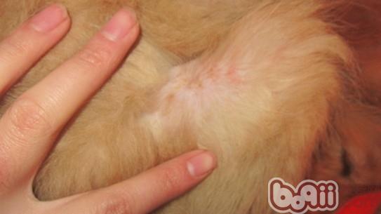 宠物犬常见的皮肤病有哪些