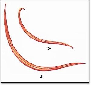 犬猫常见的体内寄生虫介绍